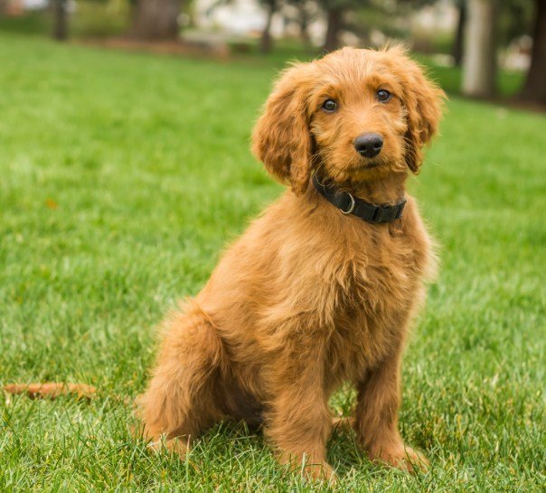 Mini Goldendoodle Hypoallergenic Mini Goldendoodle