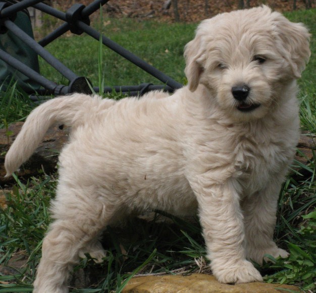 Mini Goldendoodle Puppies for Sale in PA, California, NY & Others1