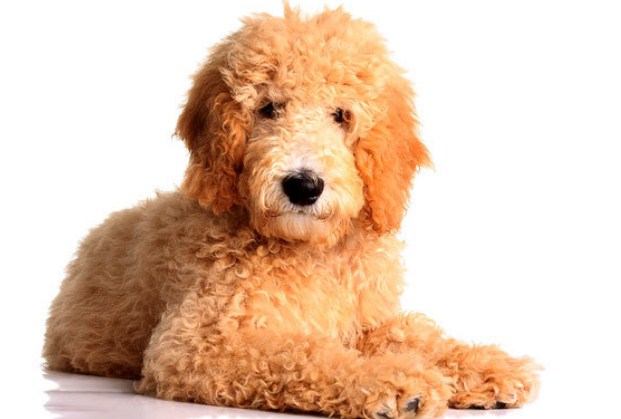 Mini Goldendoodle Puppies for Sale in PA, California, NY & Others 3