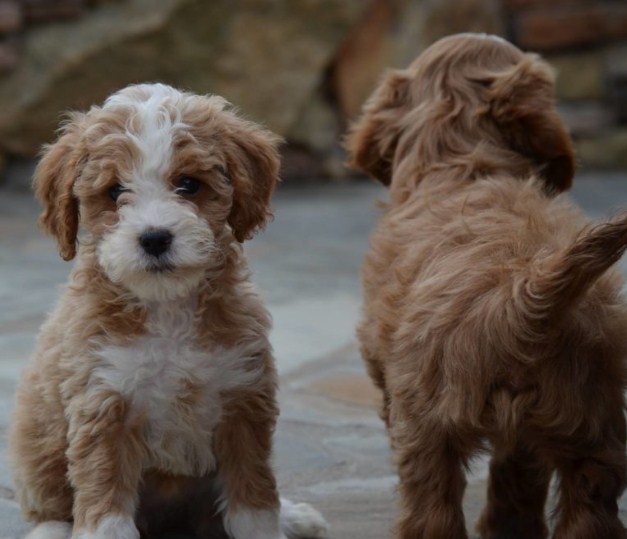 Country Mini Goldendoodles 1