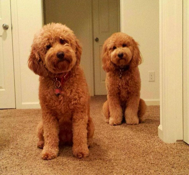 Country Mini Goldendoodles 3