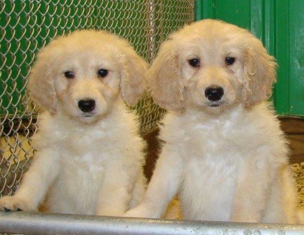 Mini Goldendoodle Puppies Chicago 1
