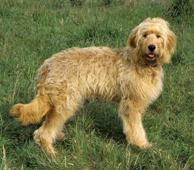 Mini Goldendoodle Puppies Facts & Information 2