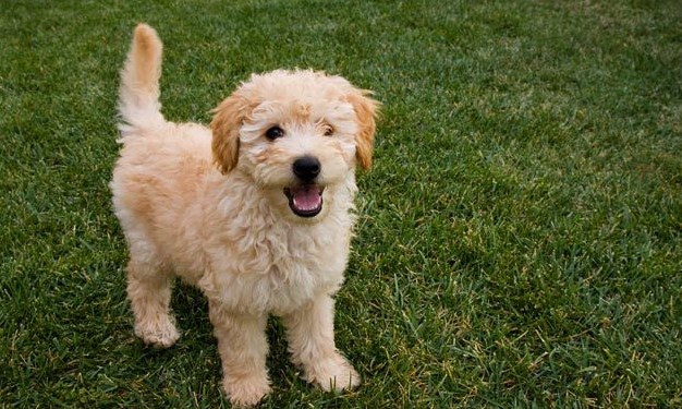Mini Goldendoodle Puppies Facts & Information 3