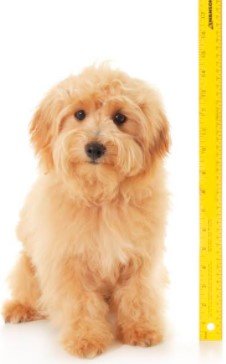 Extra Small English Goldendoodle1-