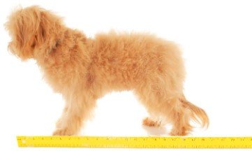 Extra Small English Goldendoodle2-