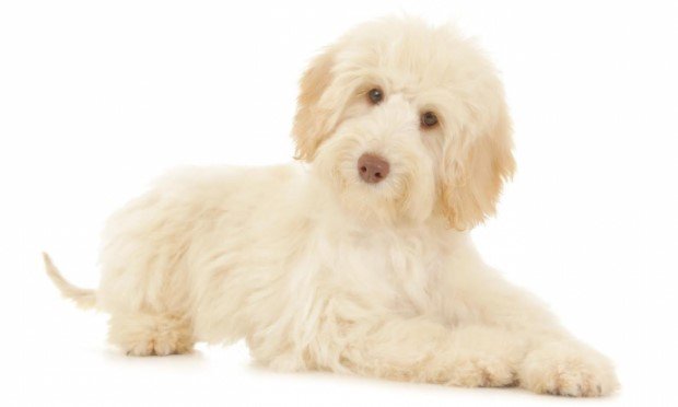 How to Find Twoodle for Sale Near Me