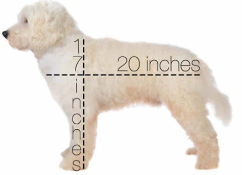 Medium English Goldendoodles1