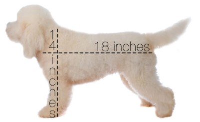 Small English Goldendoodle