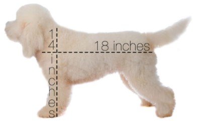 Small English Goldendoodle1