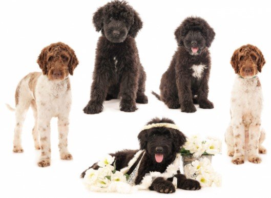 Smaraglia Large Schnoodles