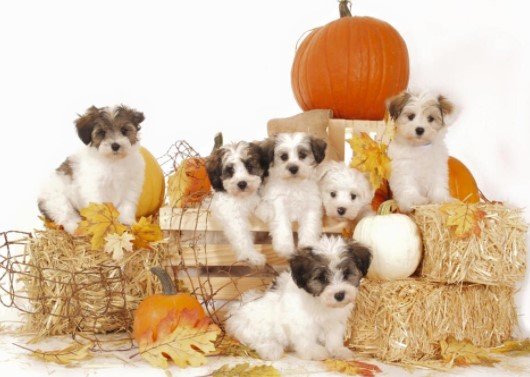 Smeraglia Extra Small Schnoodles