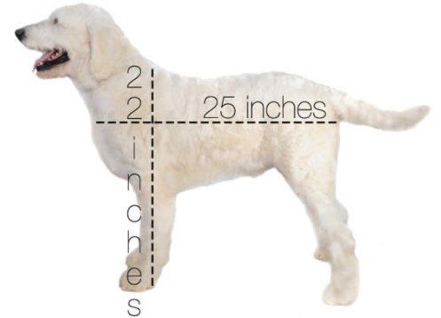 Standard English Goldendoodles