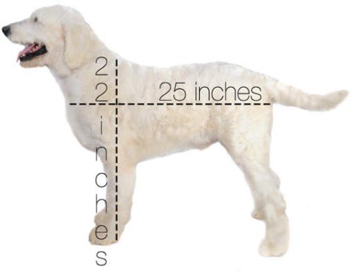 Standard English Goldendoodles