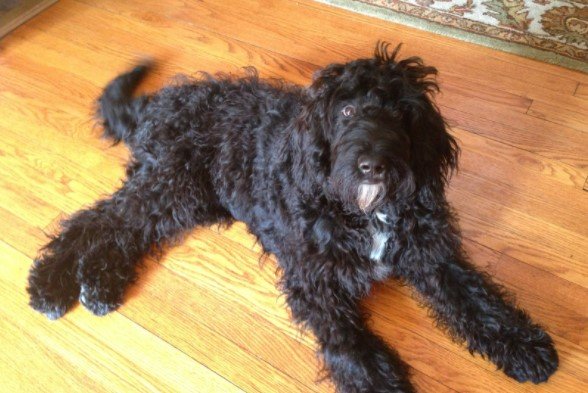 Black Goldendoodle Full Grown
