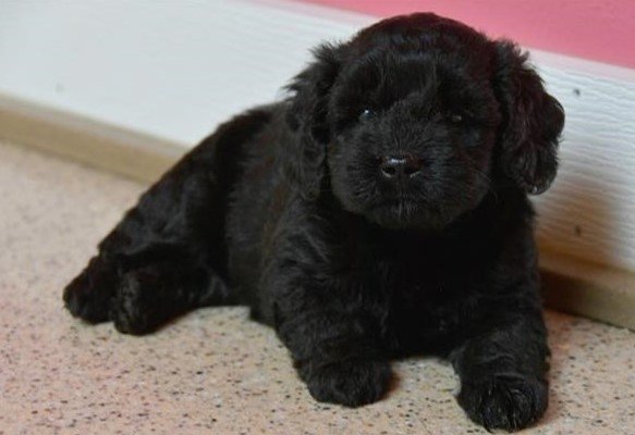 Black Mini Goldendoodle