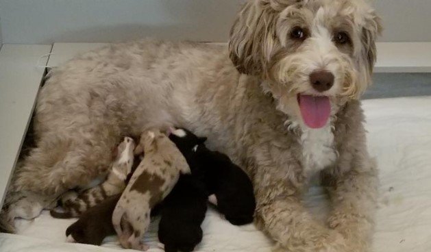 Emma Hope’s Aussiedoodles (Virginia)