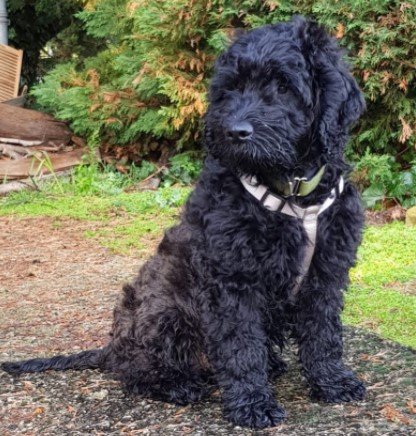 Exercise for Black Goldendoodle
