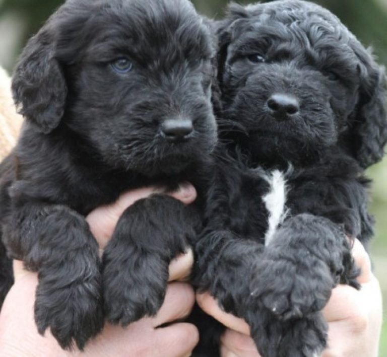 How to Find Black Goldendoodle Breeders Near Me | Mini Goldendoodle