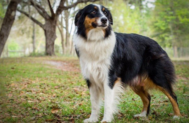 Southern Sunshine Australian Shepherds and Aussiedoodles (Florida)