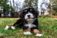 10 Best Bernedoodle Rescues for Adoption