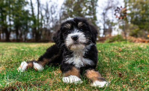 10 Best Bernedoodle Rescues for Adoption