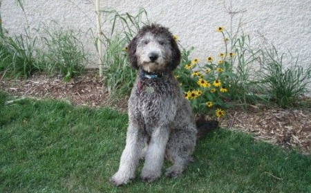 Are Grey Goldendoodles Rare