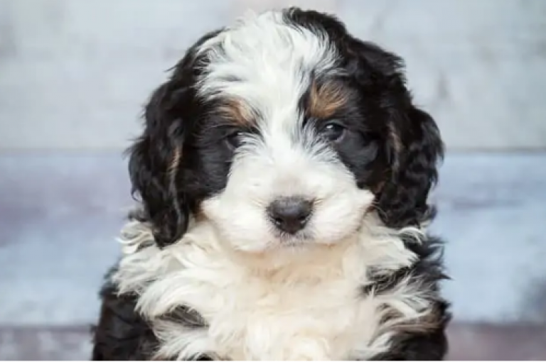 The Difference Between F1 and F2 Bernedoodles Mini Goldendoodle