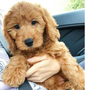 F1 Mini Goldendoodle