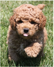 F1B Mini Goldendoodle