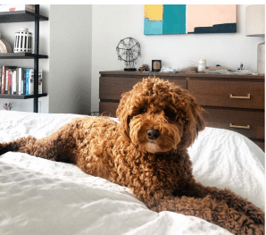 F1BB Mini Goldendoodle