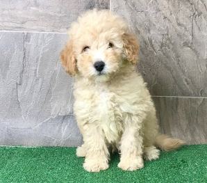 F2 mini Goldendoodle