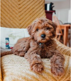 F2B Mini Goldendoodle