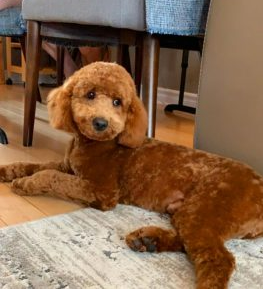 F2BB Mini Goldendoodle