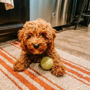 F3 Mini Goldendoodle (Multi-generation Mini Goldendoodle)
