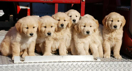 Golden Retriever Breeders in Massachusetts