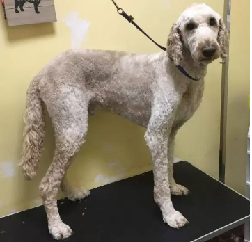 Goldendoodle Kennel Cut