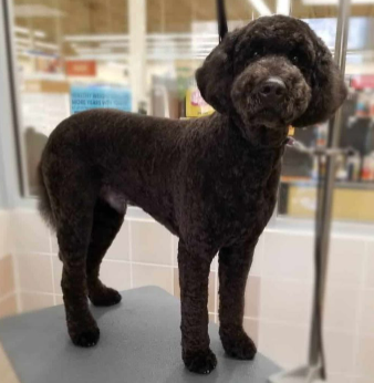 Goldendoodle Lamb Cut