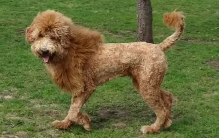Goldendoodle Lion Cut