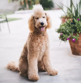Goldendoodle Mohawk