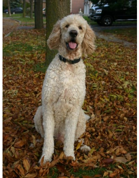Goldendoodle Poodle Cut