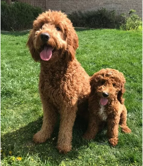 Goldendoodle Teddy Bear Cut