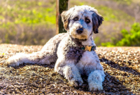 How Much is a Blue Merle Aussiedoodle