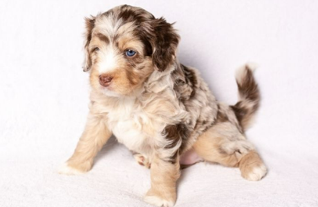 Red Merle Aussiedoodle