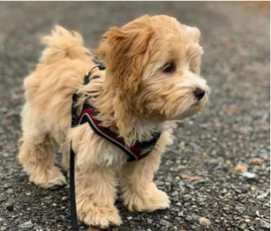 This is Why Apricot Goldendoodle is Most Popular