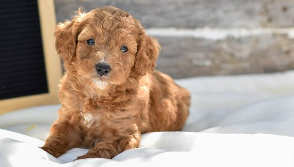 What is a Micro Mini Goldendoodle