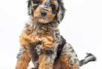 What is a Phantom Blue Merle Aussiedoodle'