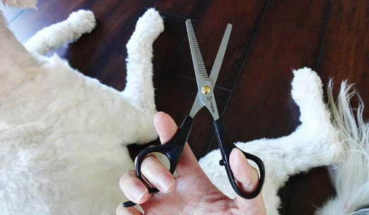 Best Scissors for Goldendoodle