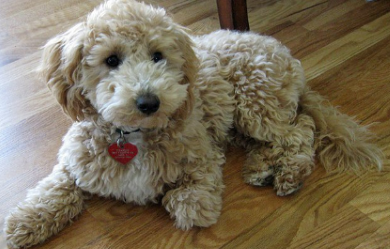 Bidoodle Doodle Dogs for Seniors