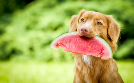 Can Dog Eat Watermelon Rind